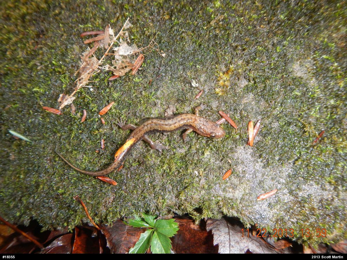 Allegheny Mountain Dusky Salamander
