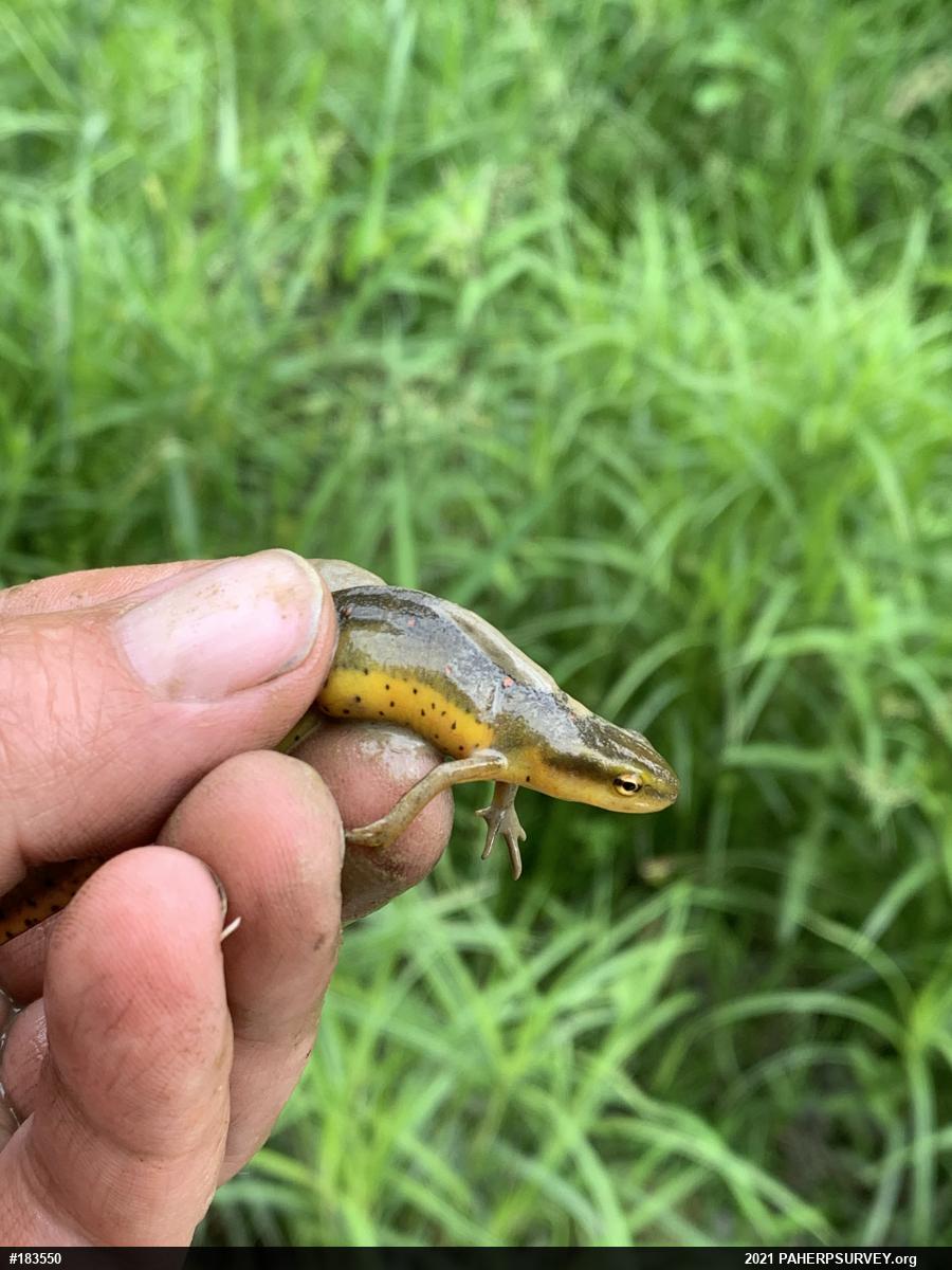 Red-spotted Newt