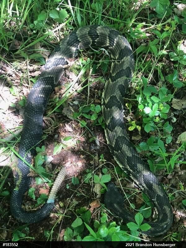 Timber Rattlesnake