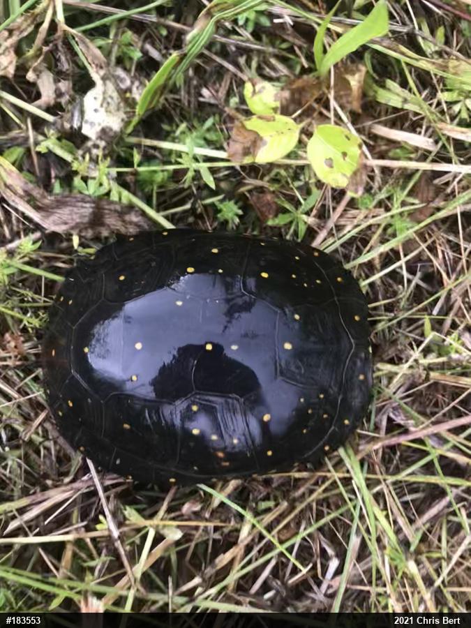 Spotted Turtle