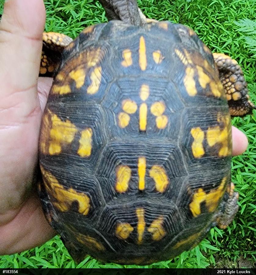 Eastern Box Turtle