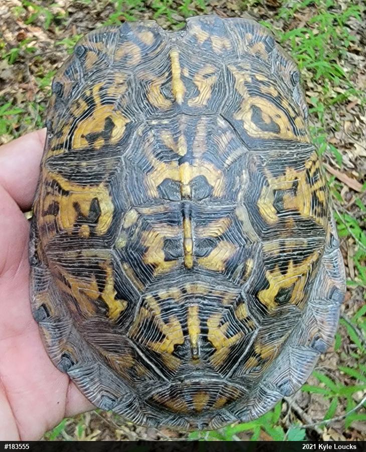 Eastern Box Turtle