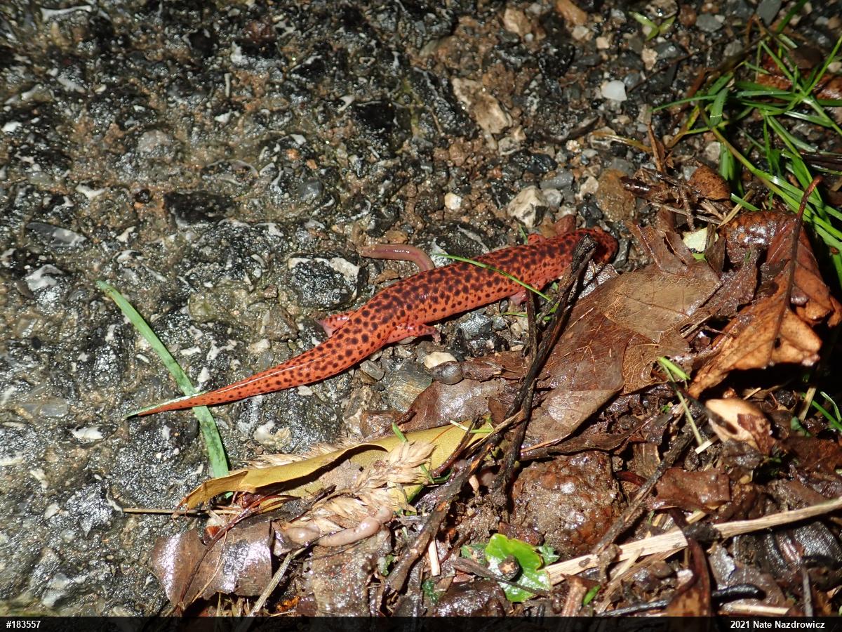 Northern Red Salamander