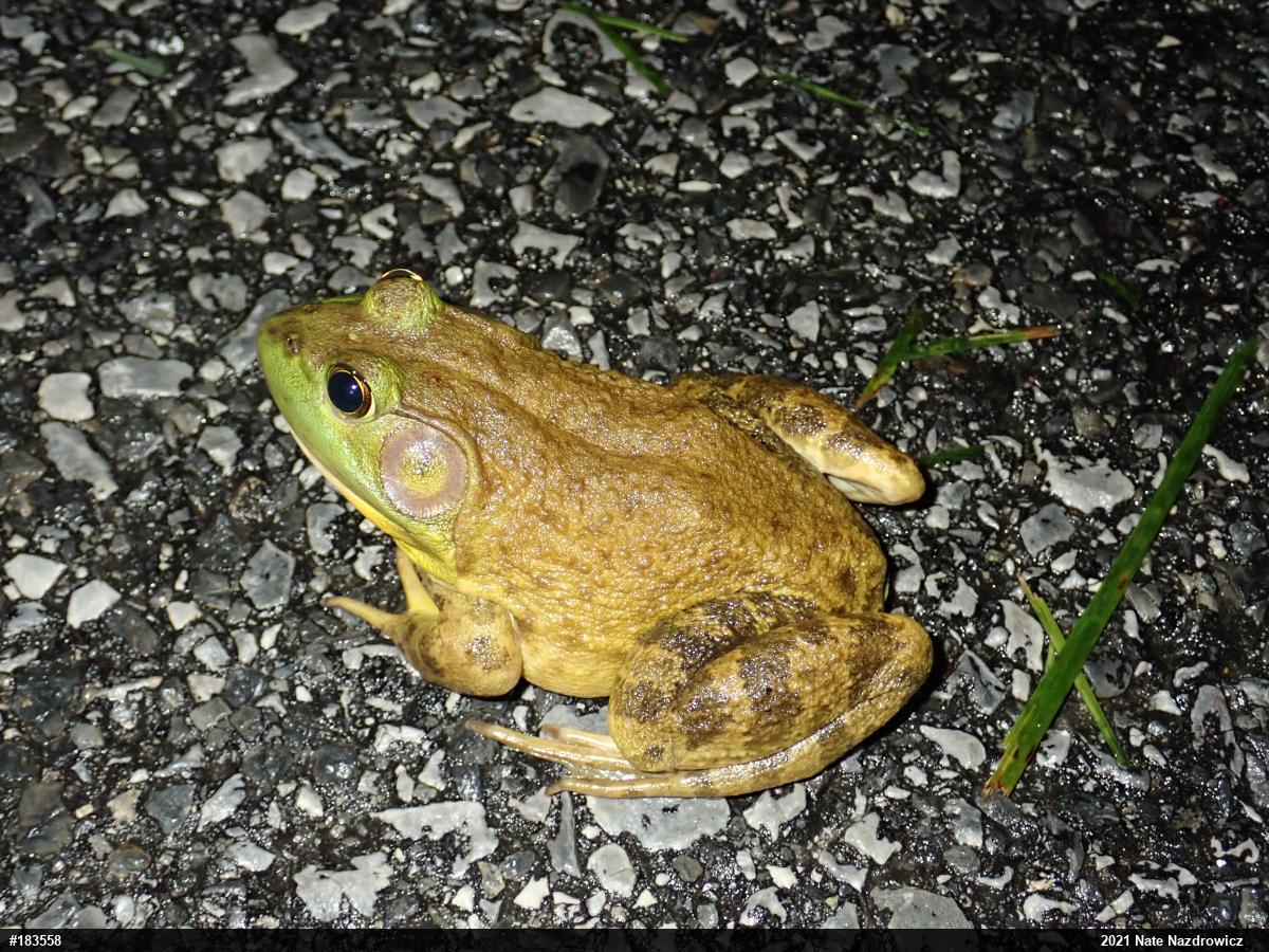 American Bullfrog