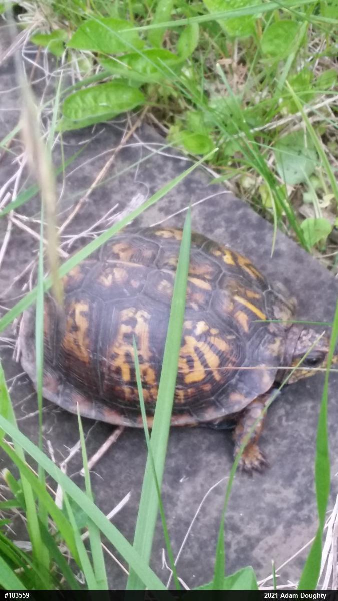 Eastern Box Turtle