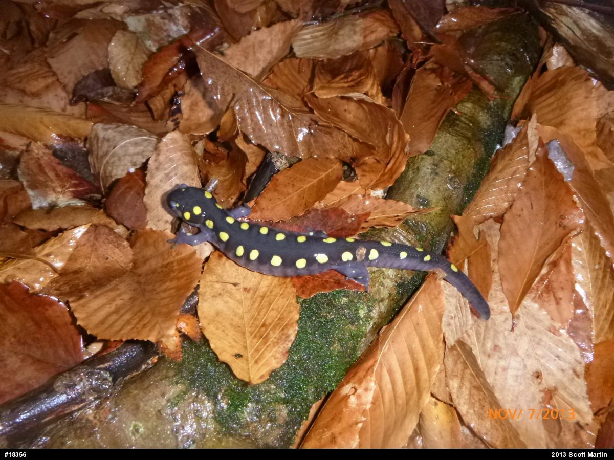 Spotted Salamander