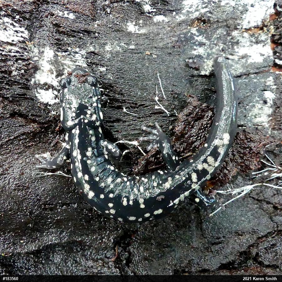 Northern Slimy Salamander