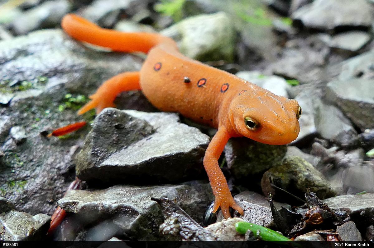 Red-spotted Newt