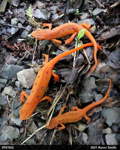 Red-spotted Newt