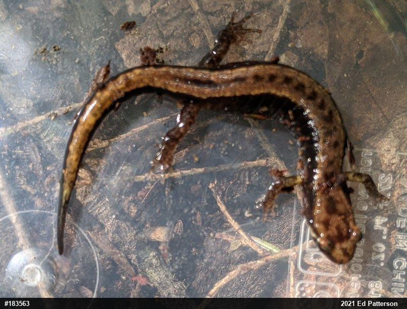 Allegheny Mountain Dusky Salamander