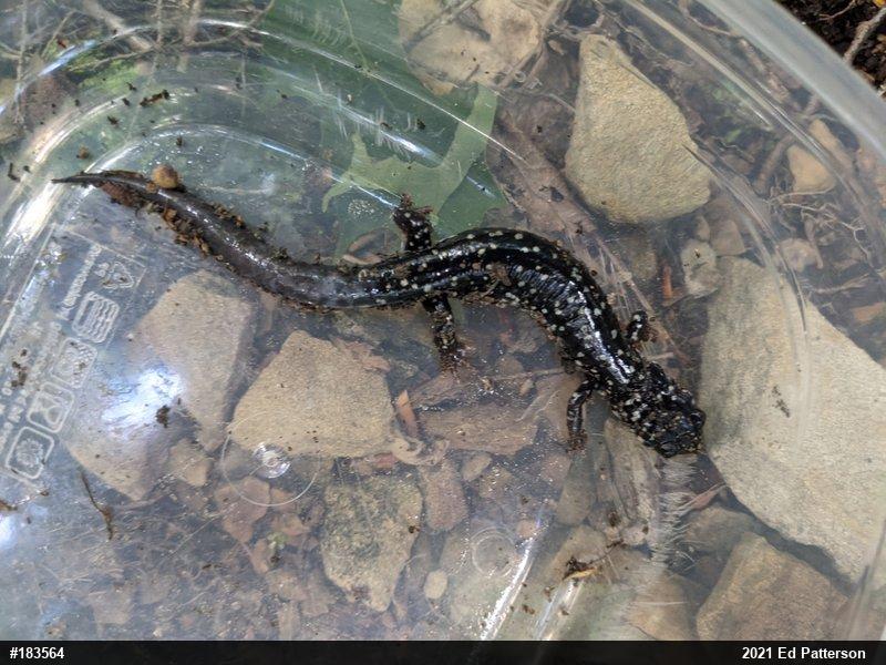 Northern Slimy Salamander
