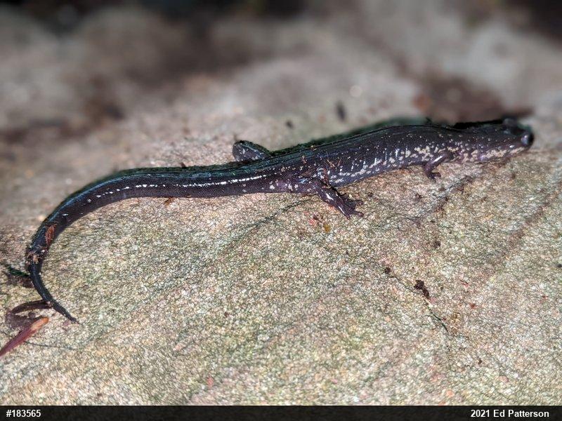 Wehrle's Salamander