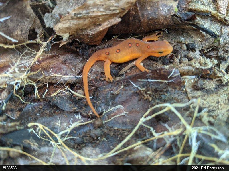 Red-spotted Newt