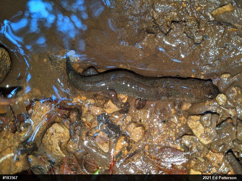Northern Dusky Salamander