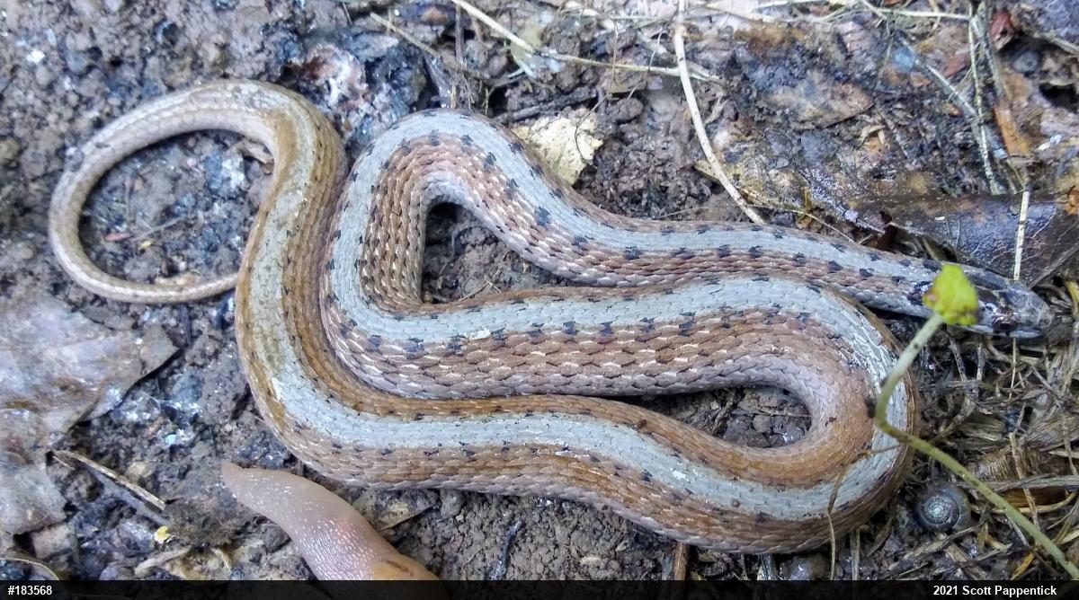 Dekay's Brownsnake