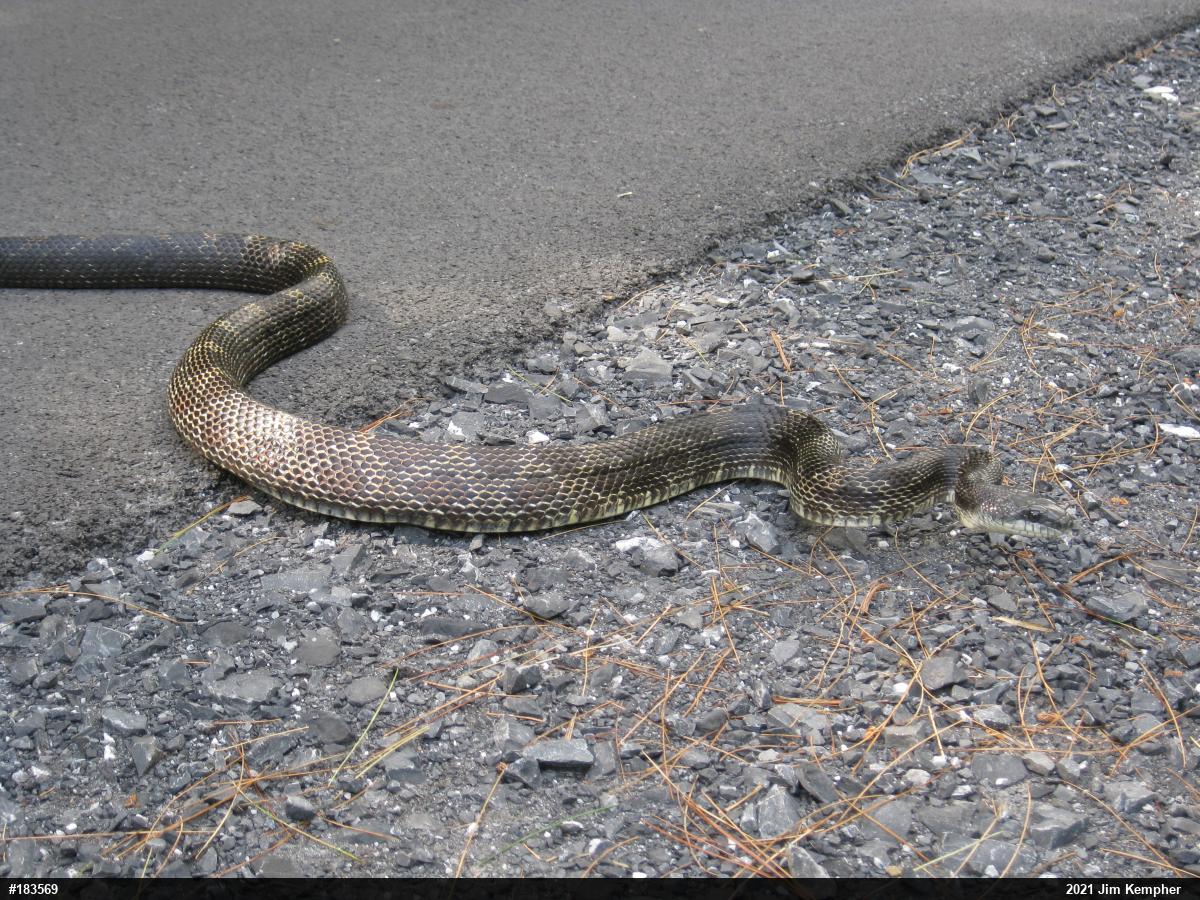 Eastern Ratsnake