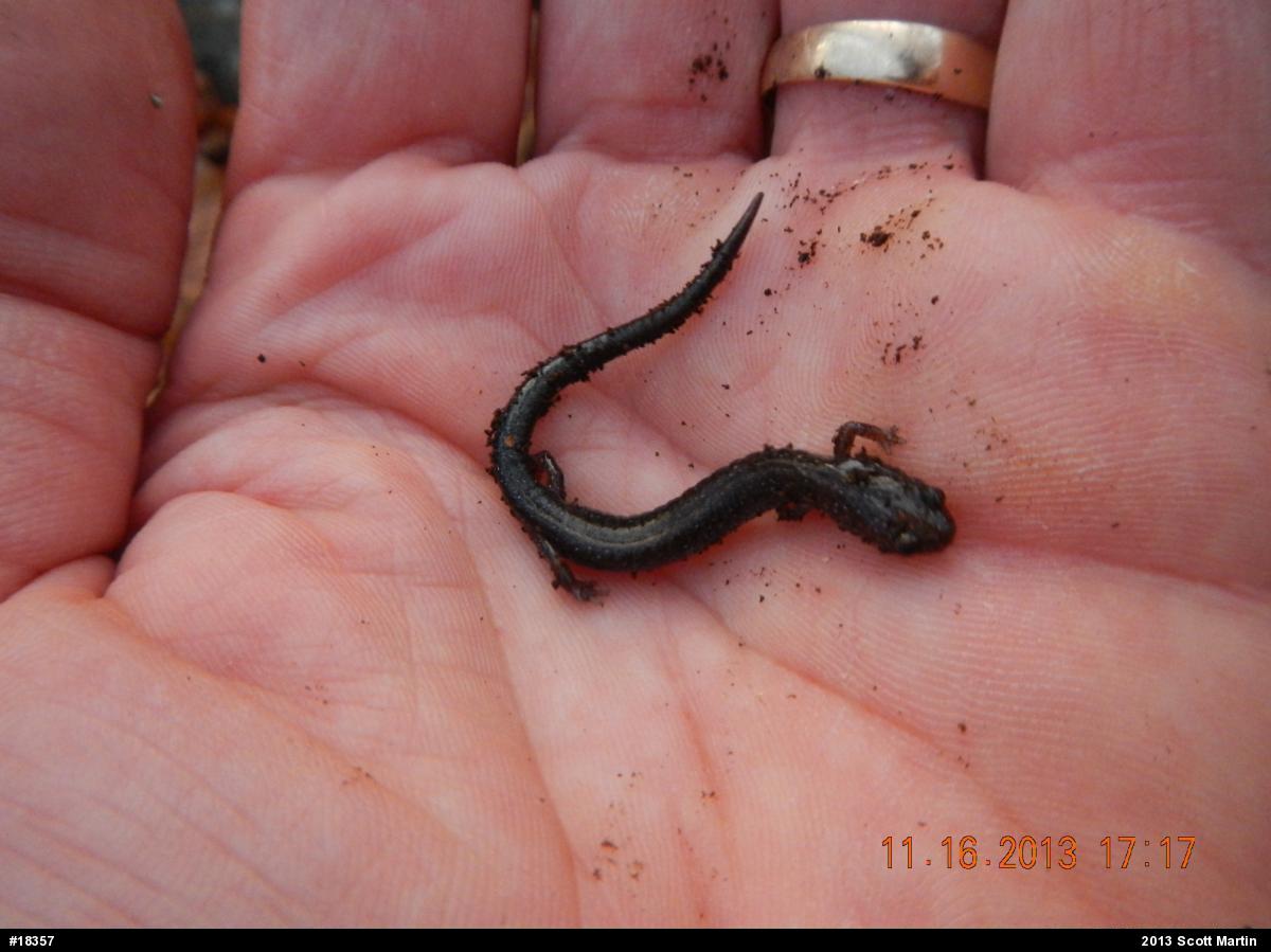 Eastern Red-backed  Salamander