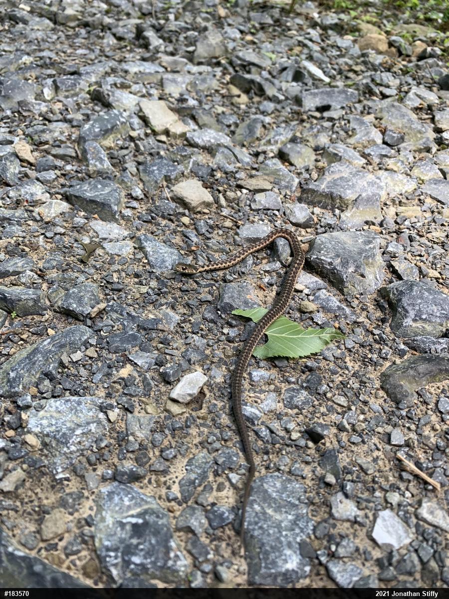 Eastern Gartersnake