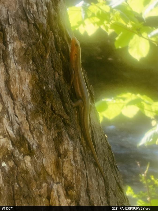 Common Five-lined Skink