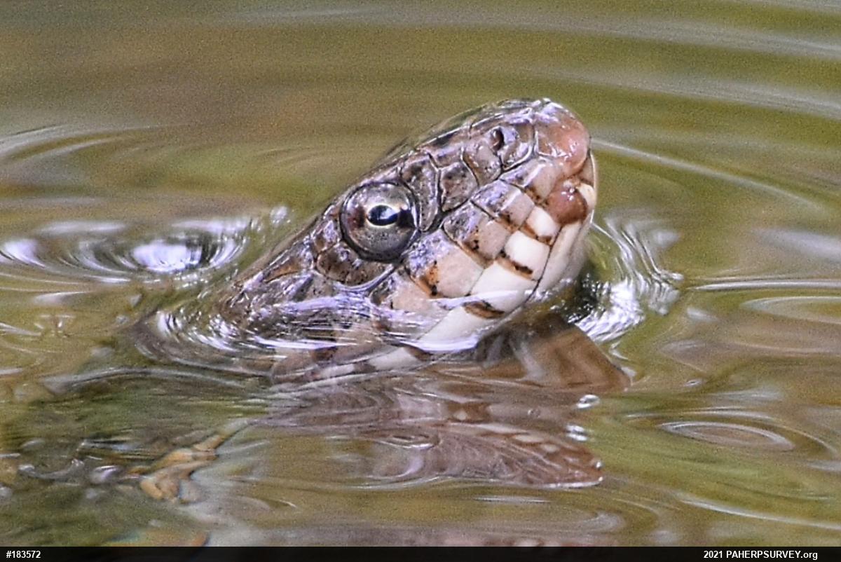 Northern Watersnake