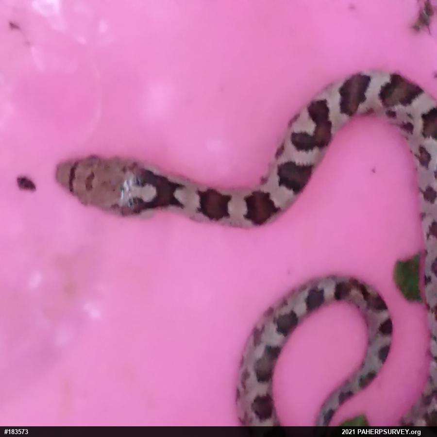 Eastern Ratsnake