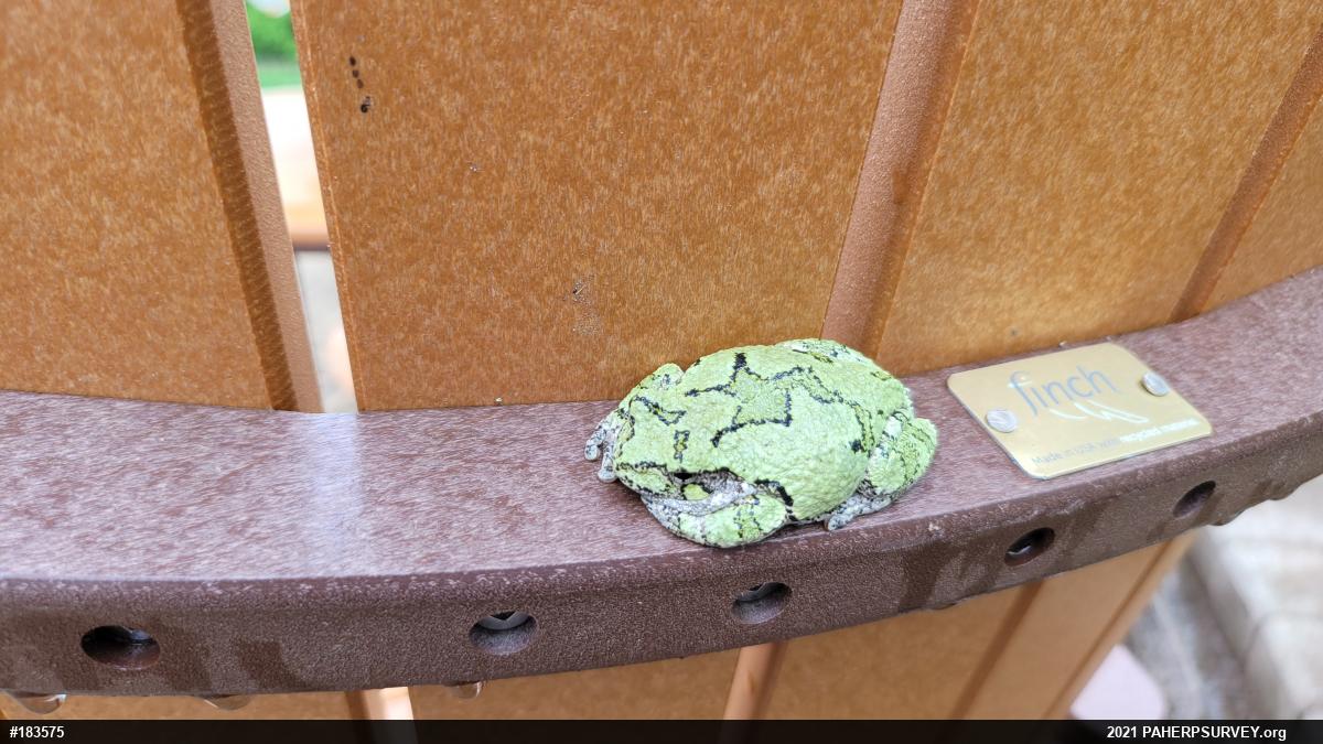 Unknown Gray Treefrog