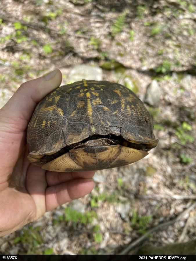 Eastern Box Turtle