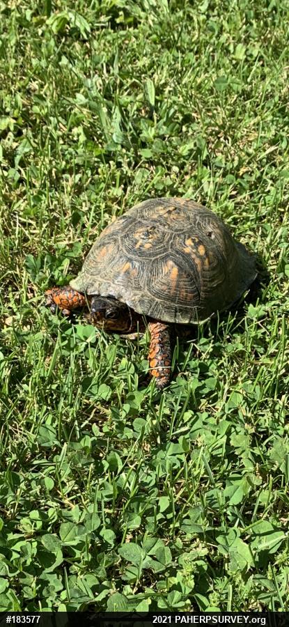 Eastern Box Turtle