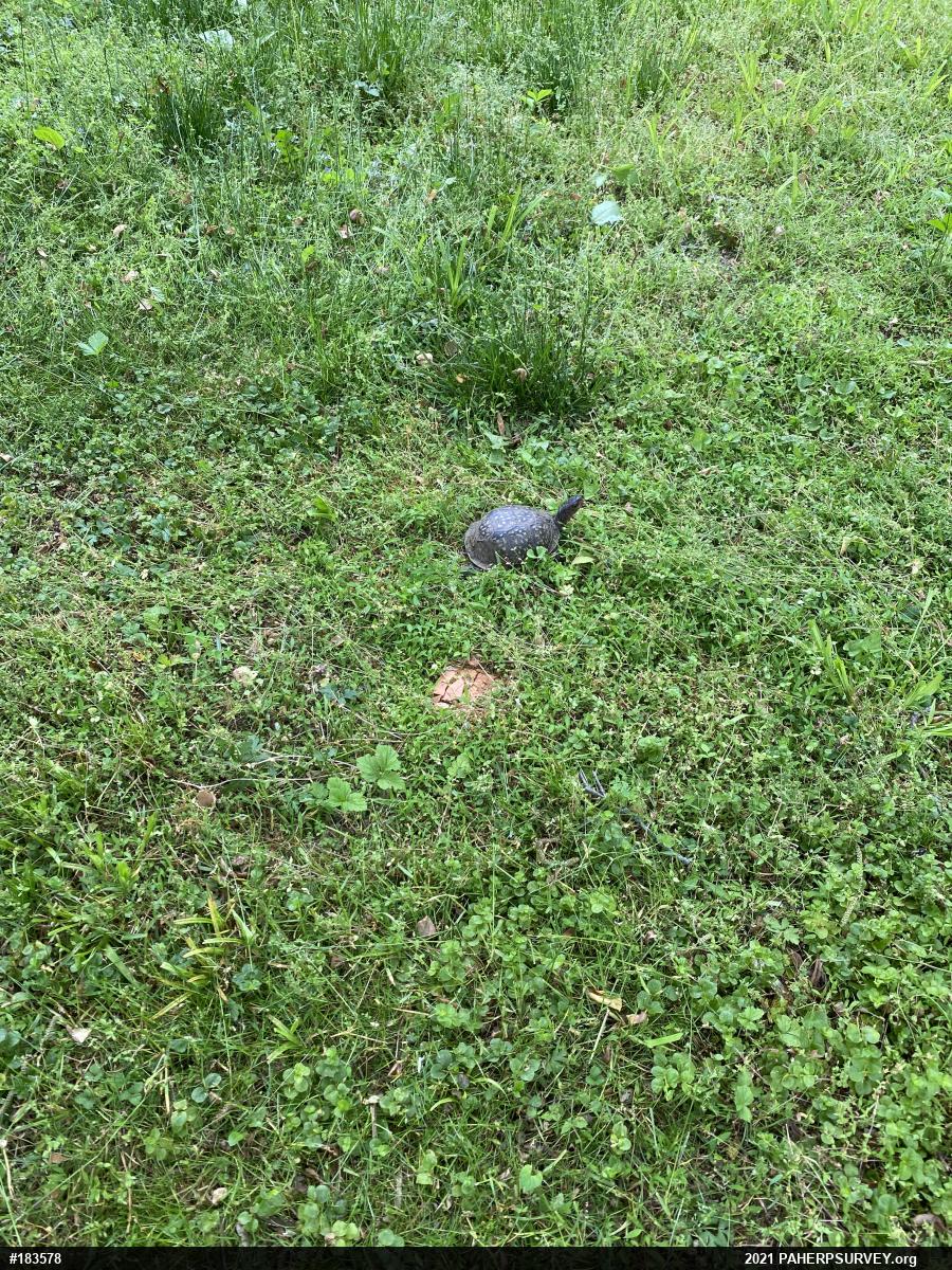 Eastern Box Turtle