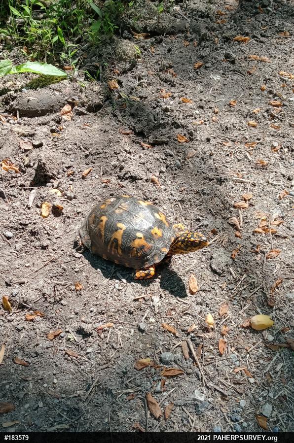 Eastern Box Turtle