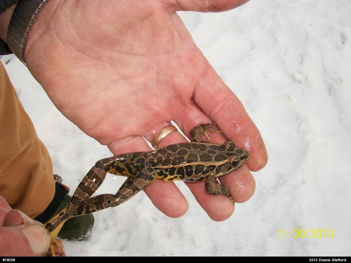 Pickerel Frog