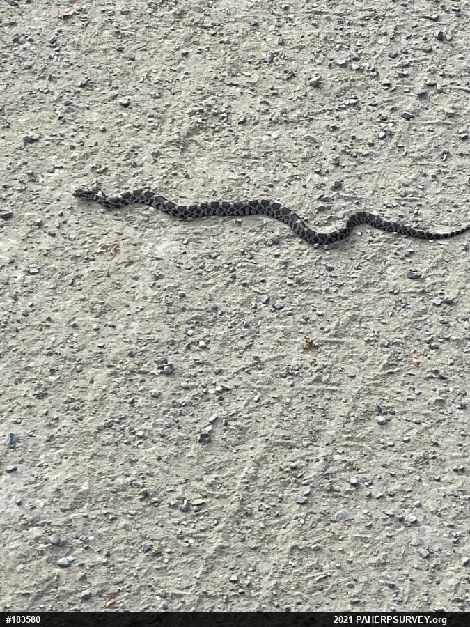 Eastern Milksnake