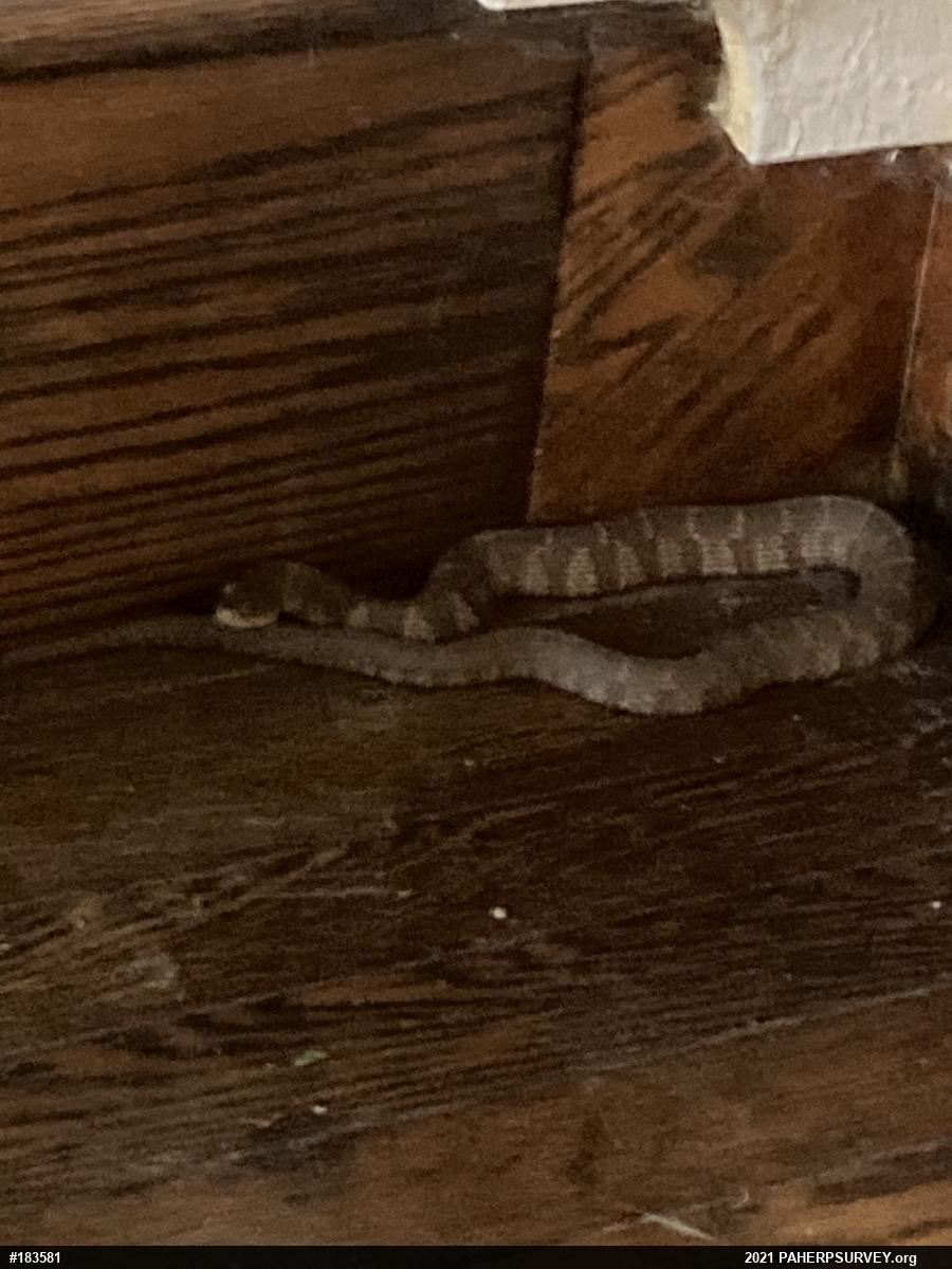 Northern Watersnake