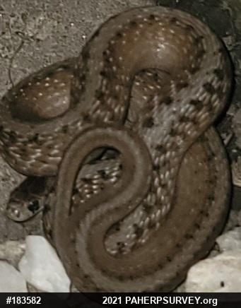 Dekay's Brownsnake