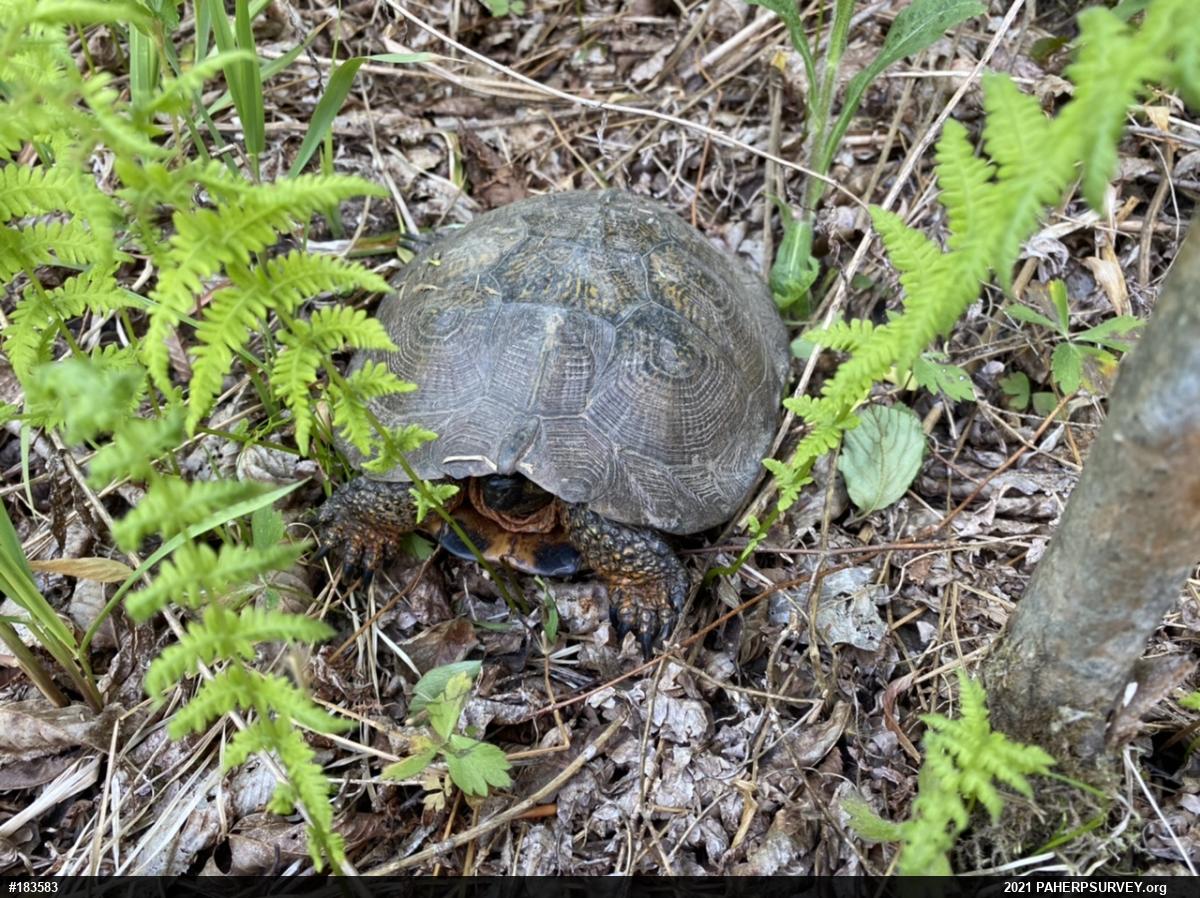 Wood Turtle