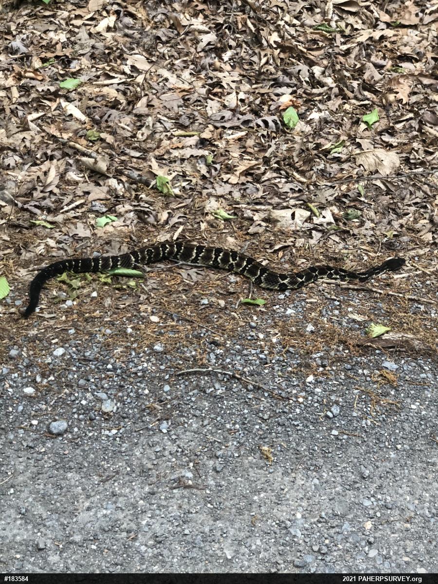 Timber Rattlesnake