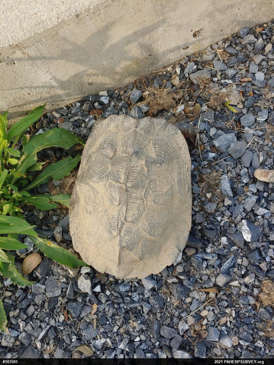 Wood Turtle