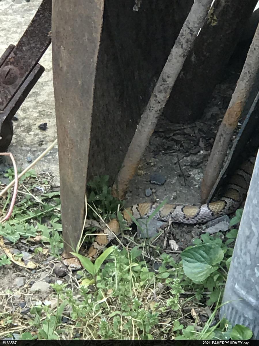 Eastern Milksnake