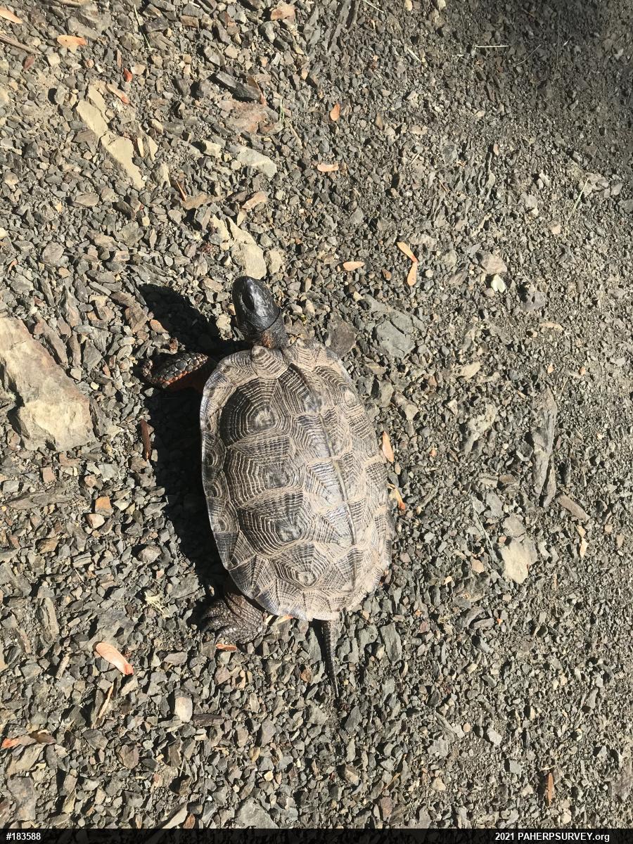 Wood Turtle