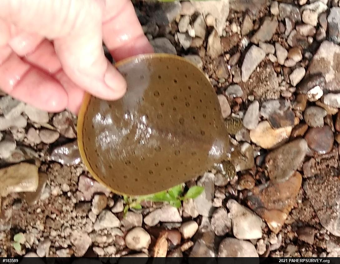Eastern Spiny Softshell