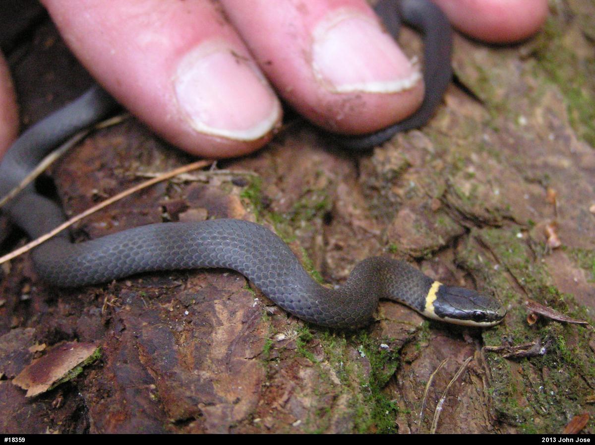 Northern Ring-necked Snake