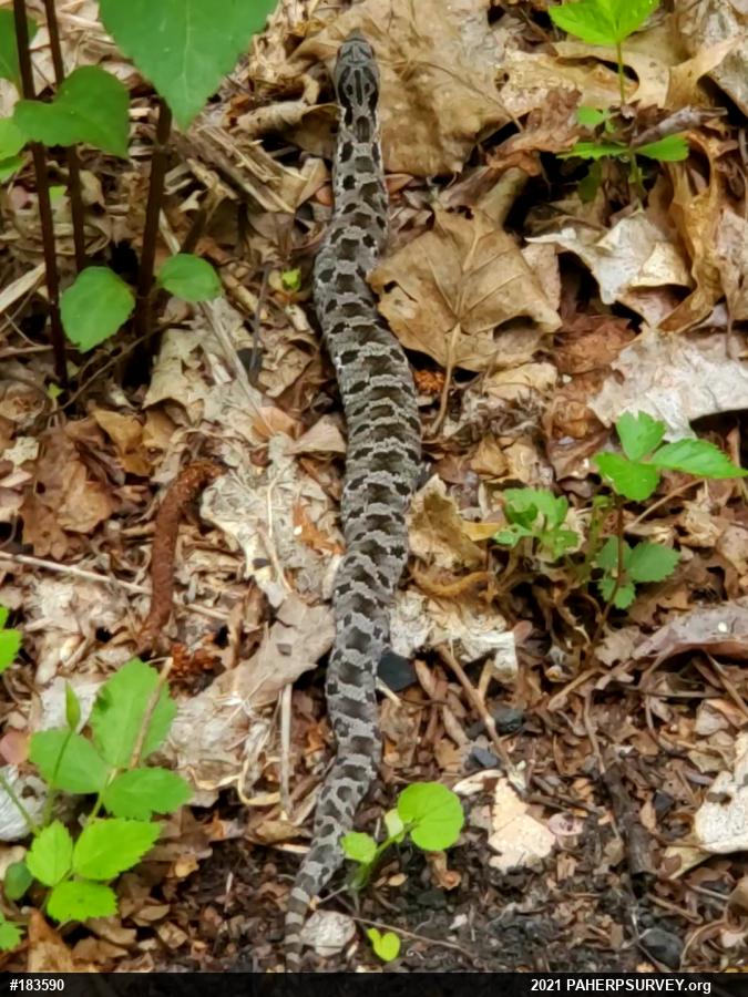 Eastern Hog-nosed Snake