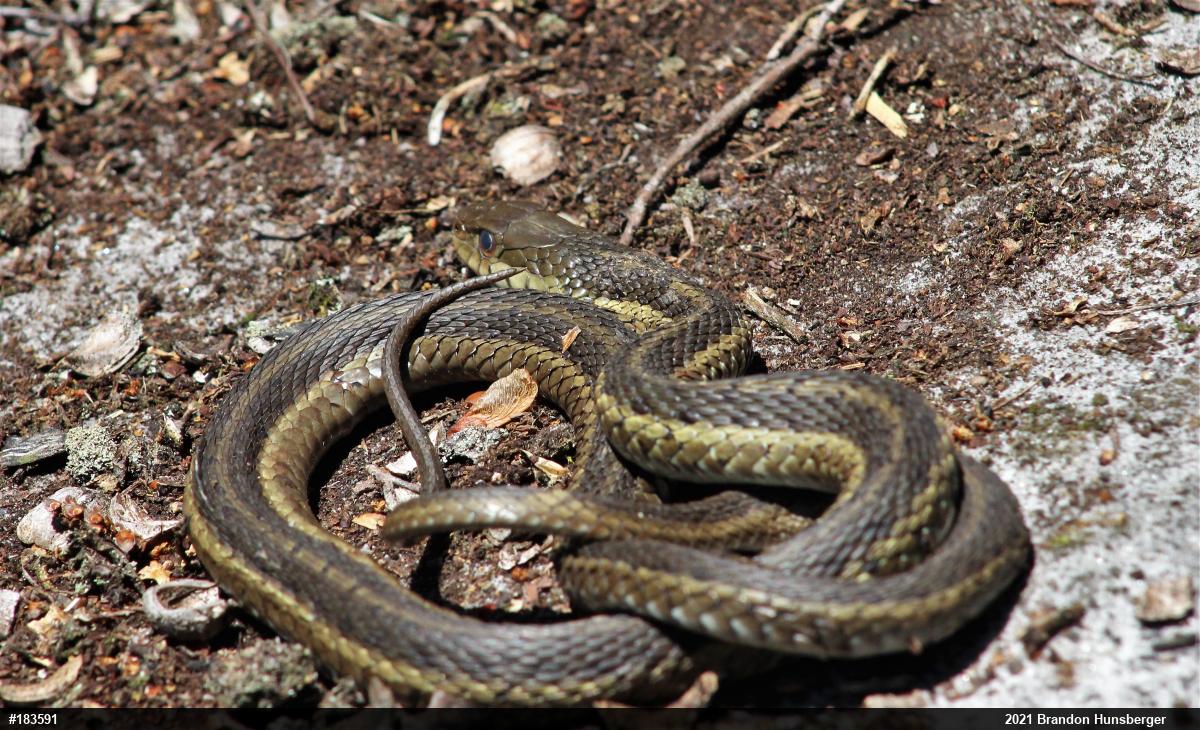 Eastern Gartersnake