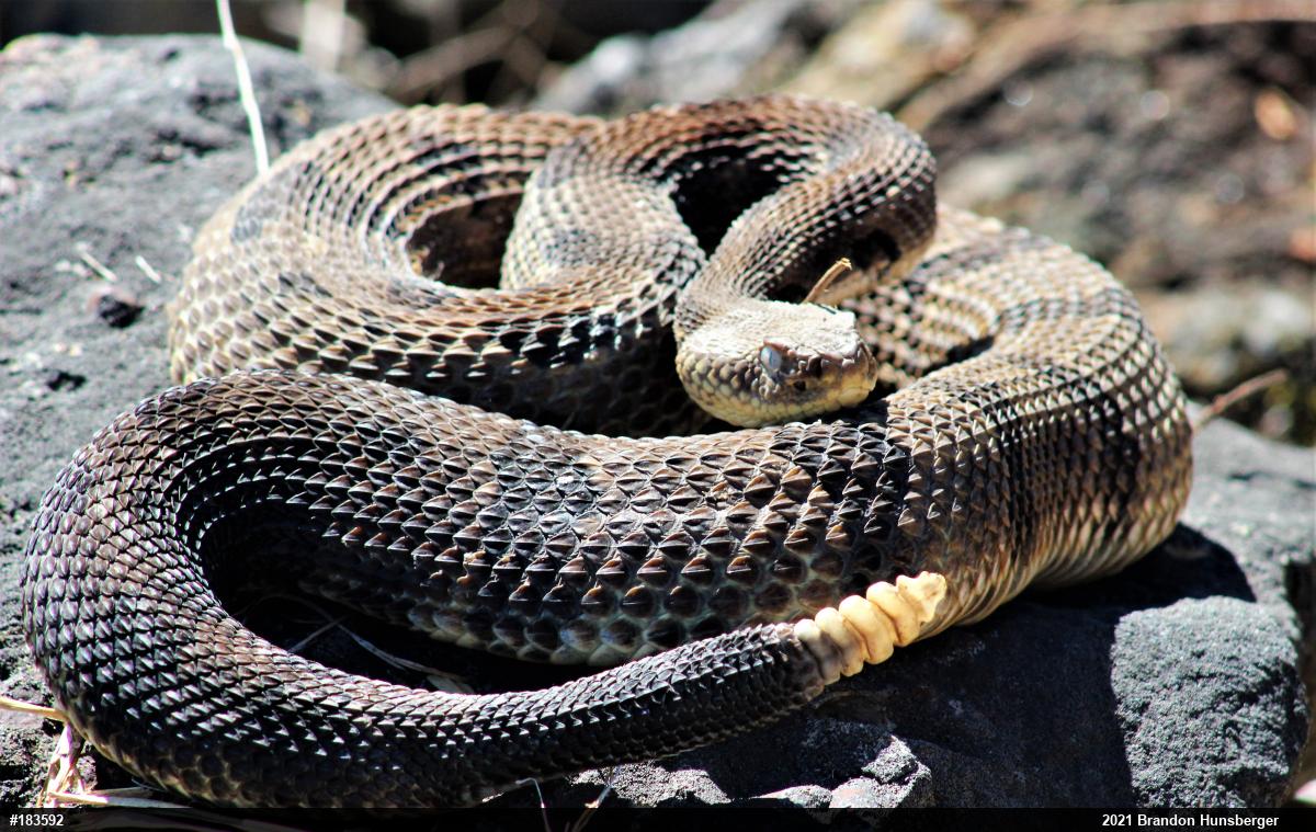 Timber Rattlesnake
