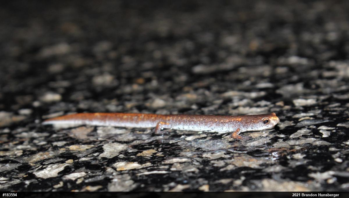 Four-toed Salamander