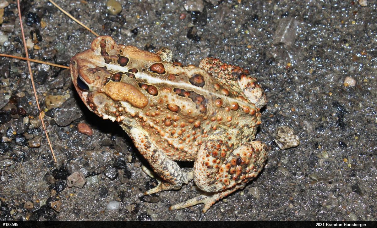 Eastern American Toad