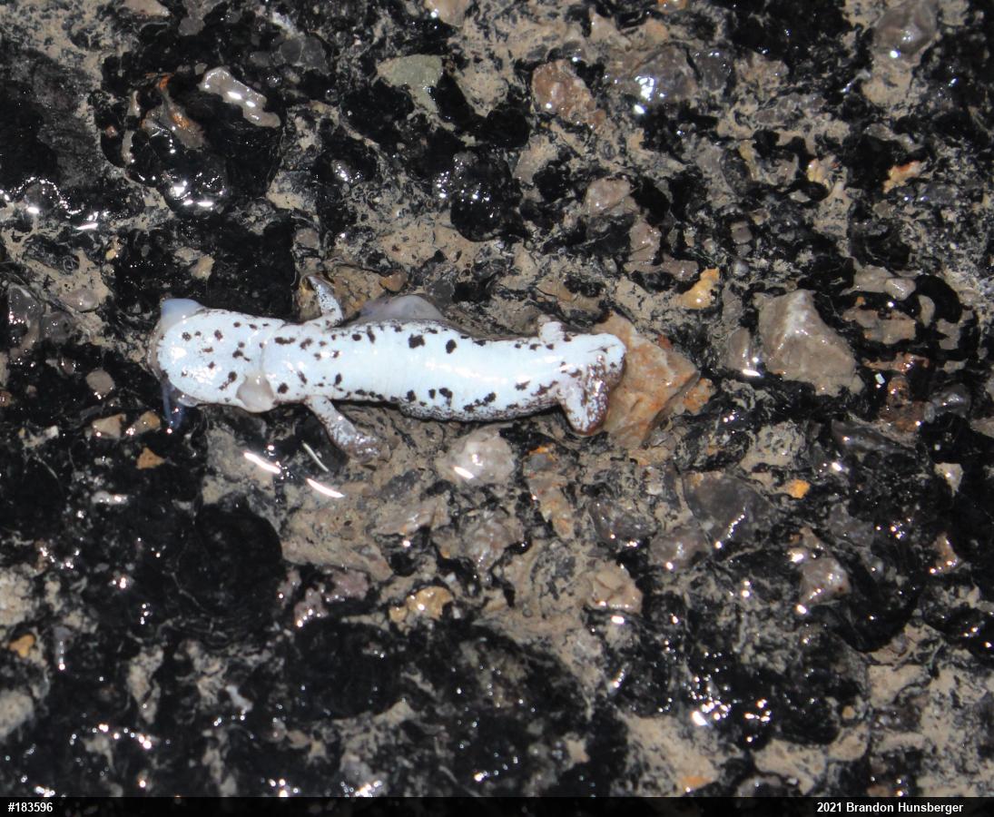 Four-toed Salamander