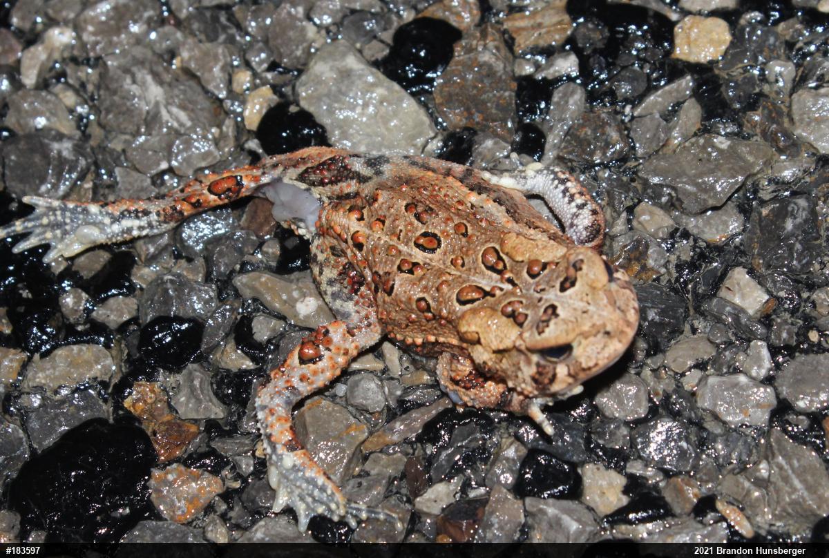 Eastern American Toad