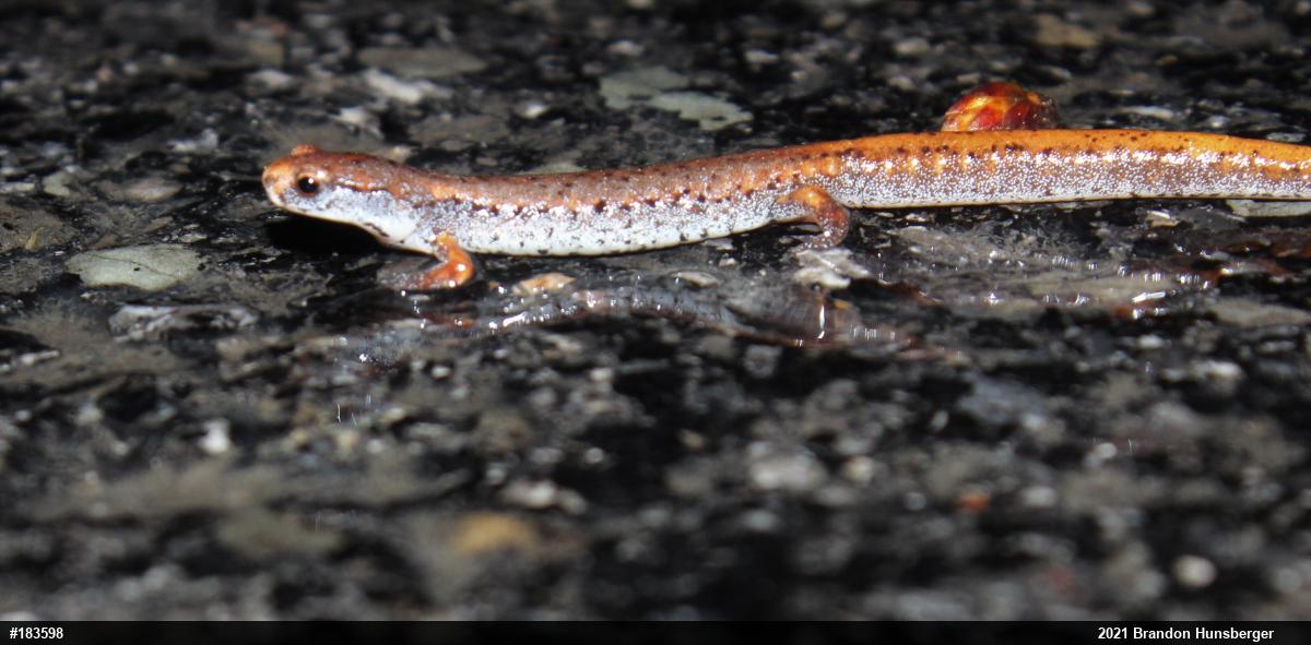 Four-toed Salamander