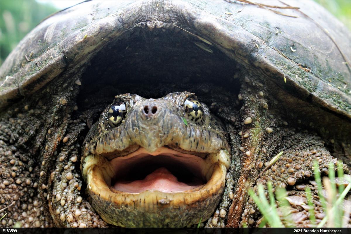 Snapping Turtle